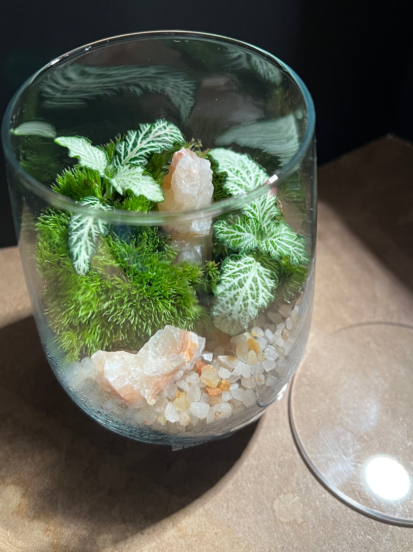 Terrarium 895