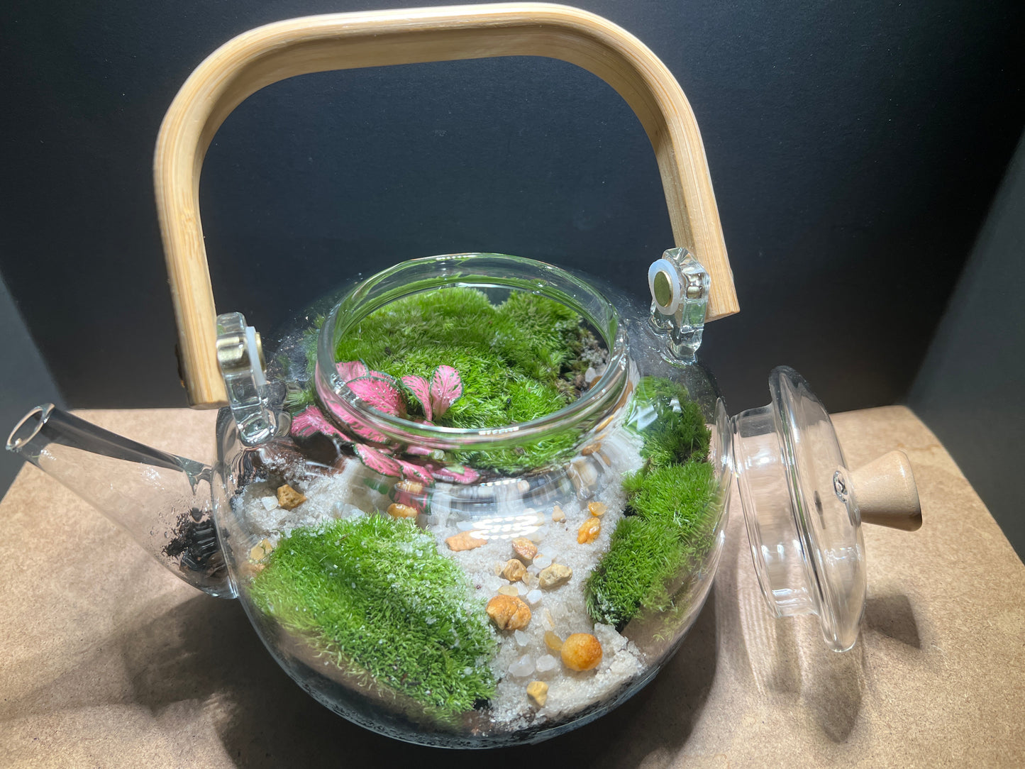 Terrarium 445