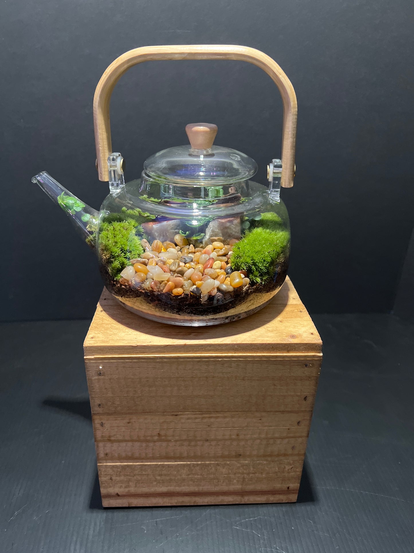 Terrarium #40