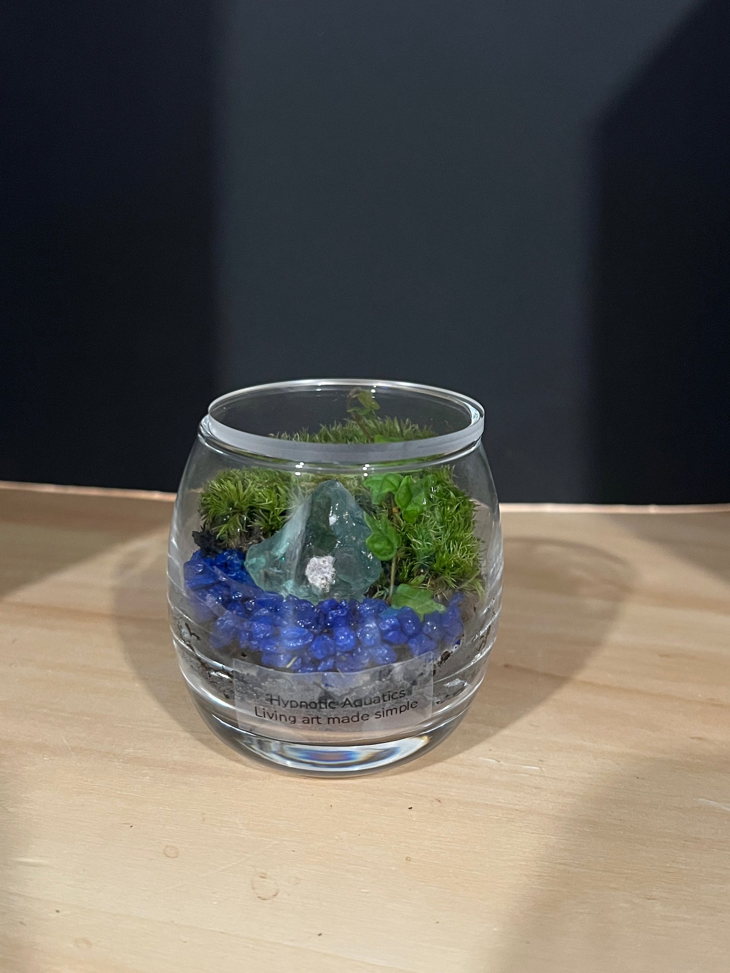 Terrarium 804