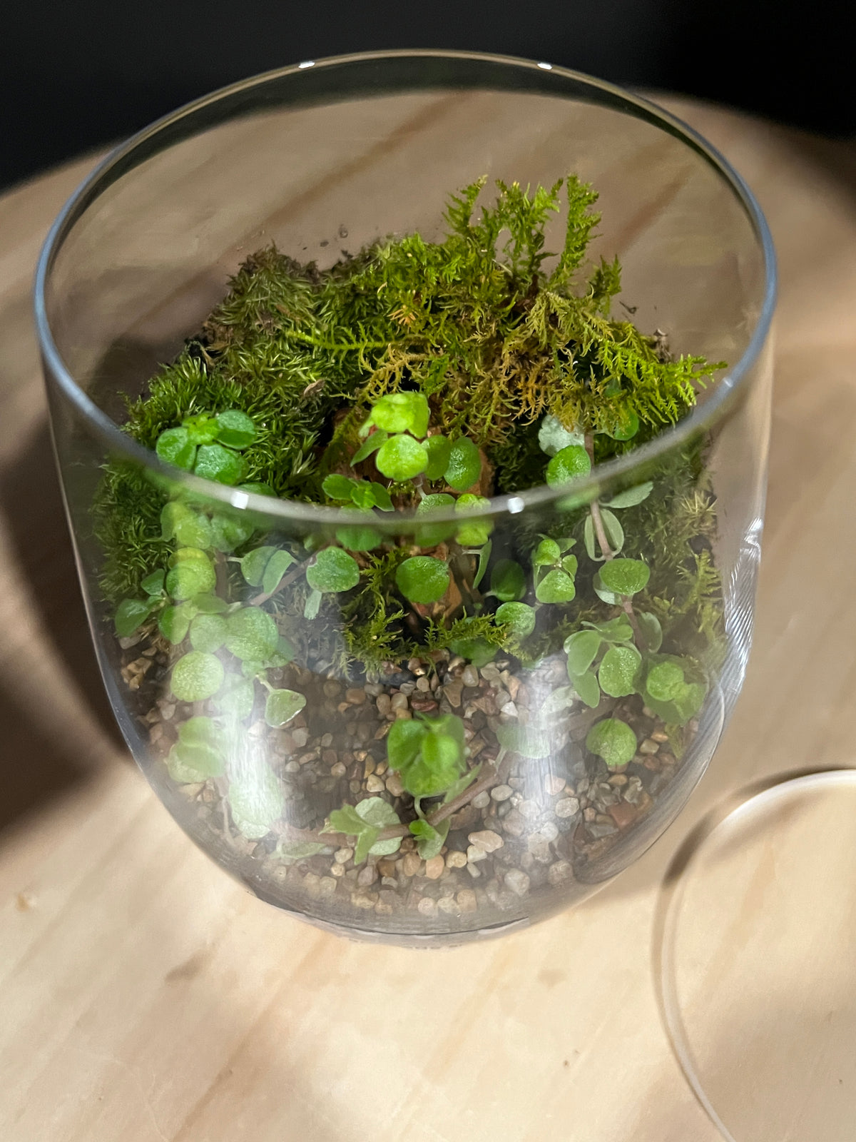 Terrarium 970