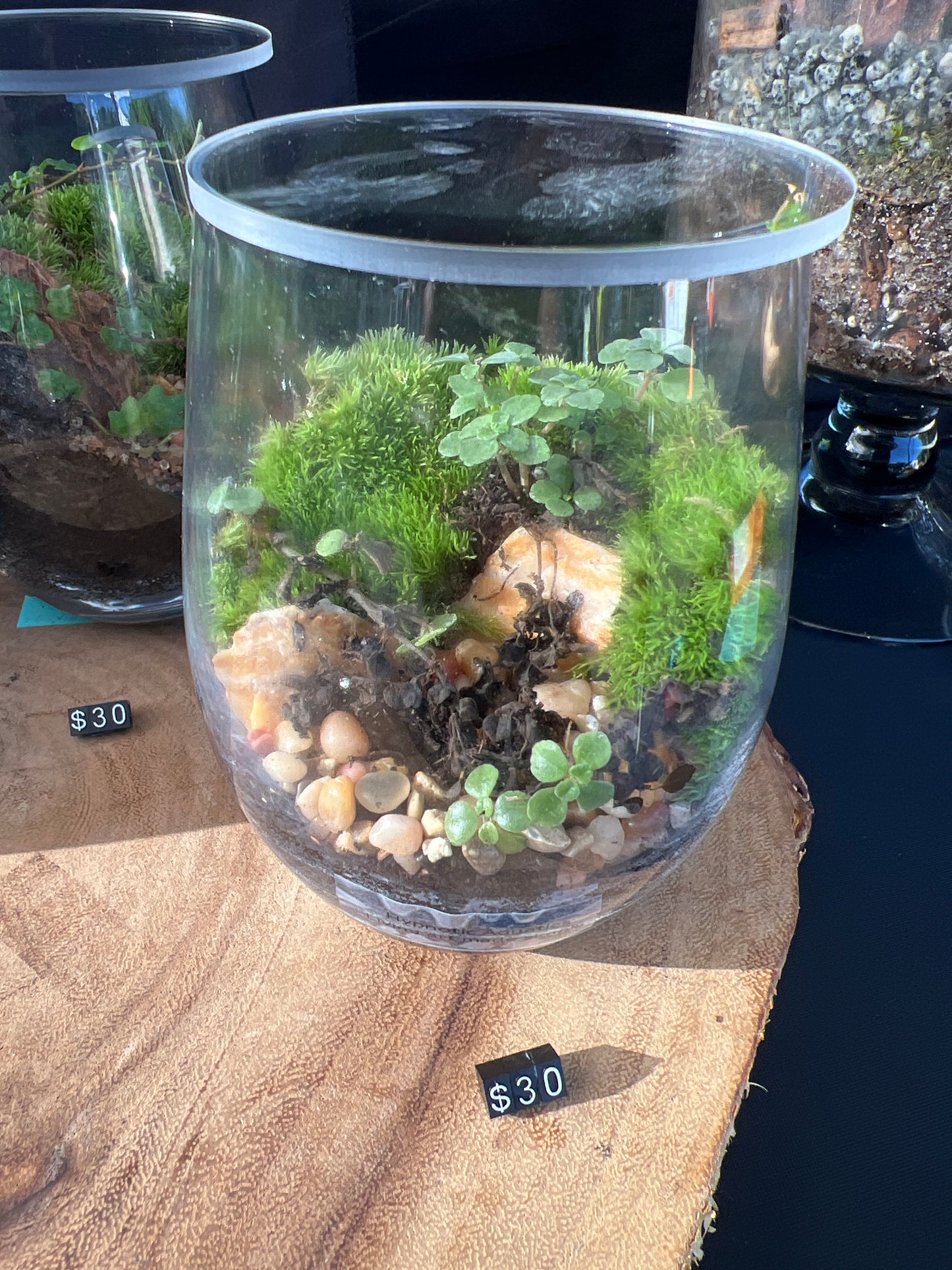 Terrarium 922
