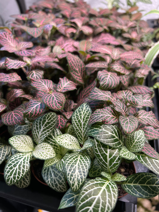 Terrarium Plants: Fittonia Mix