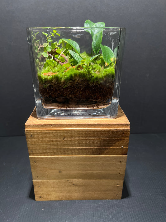 Terrarium #91