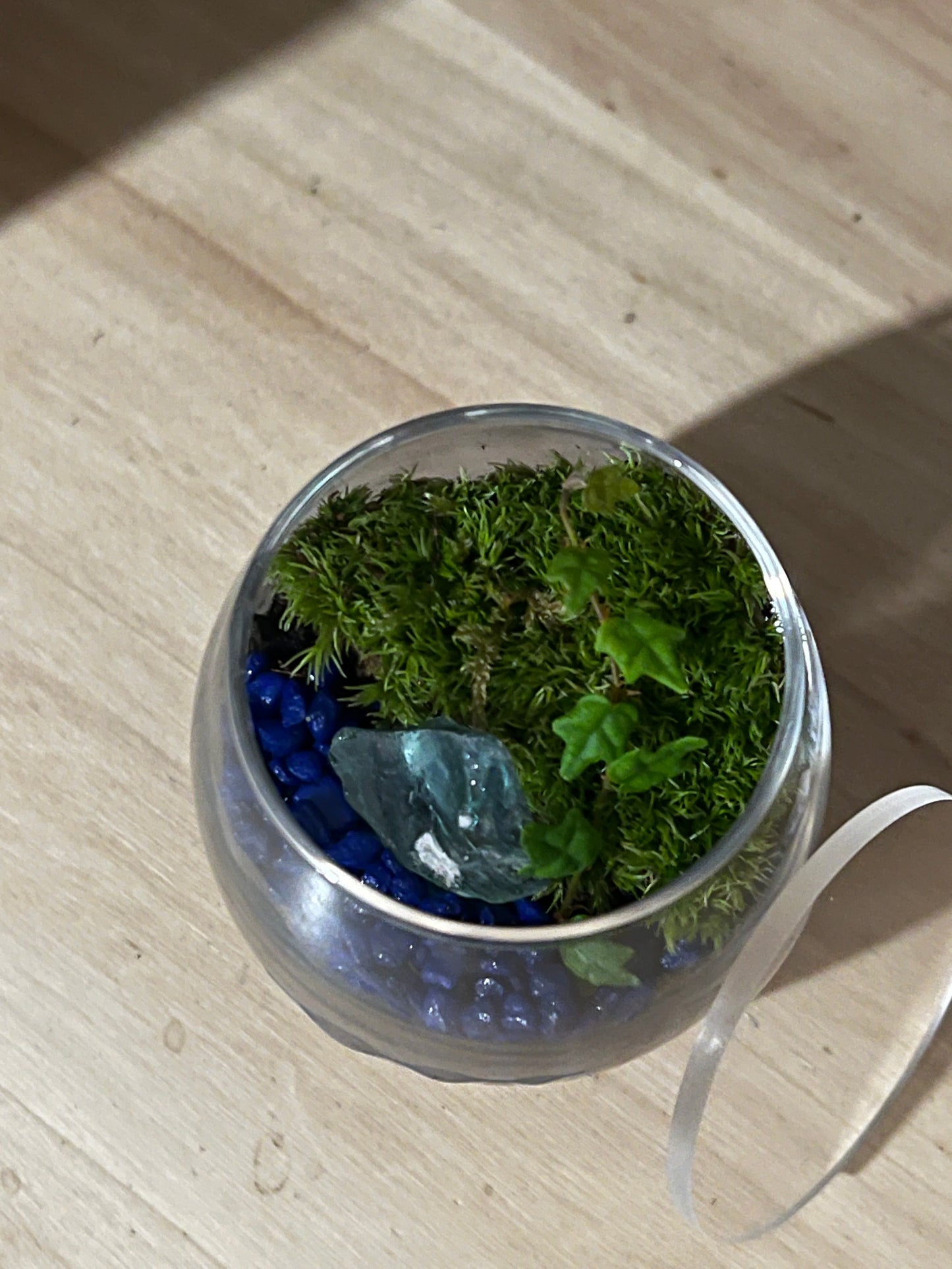 Terrarium 804