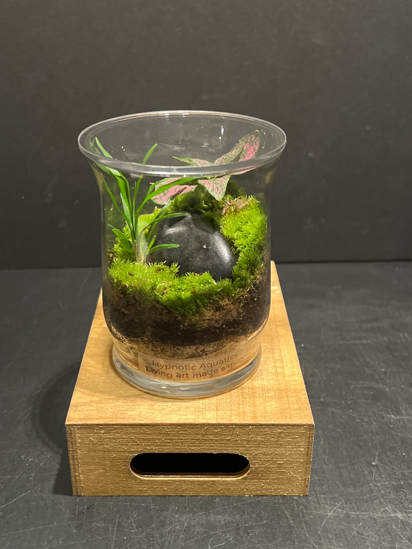 Terrarium #150