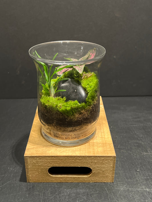 Terrarium #150
