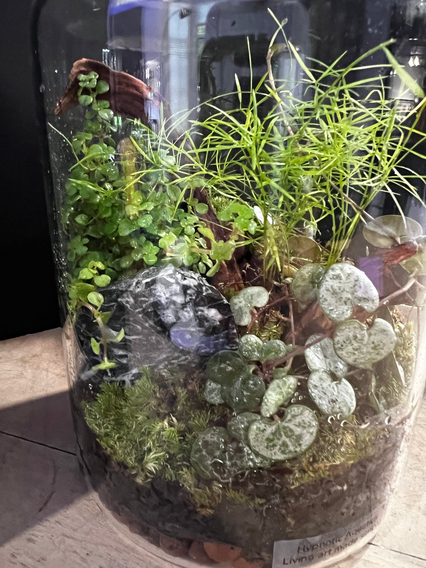 Terrarium 893