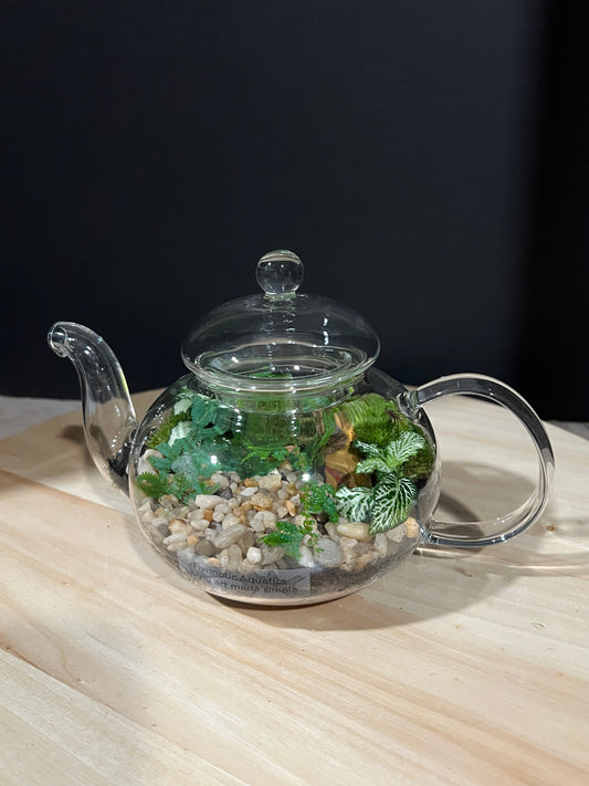 Terrarium 967