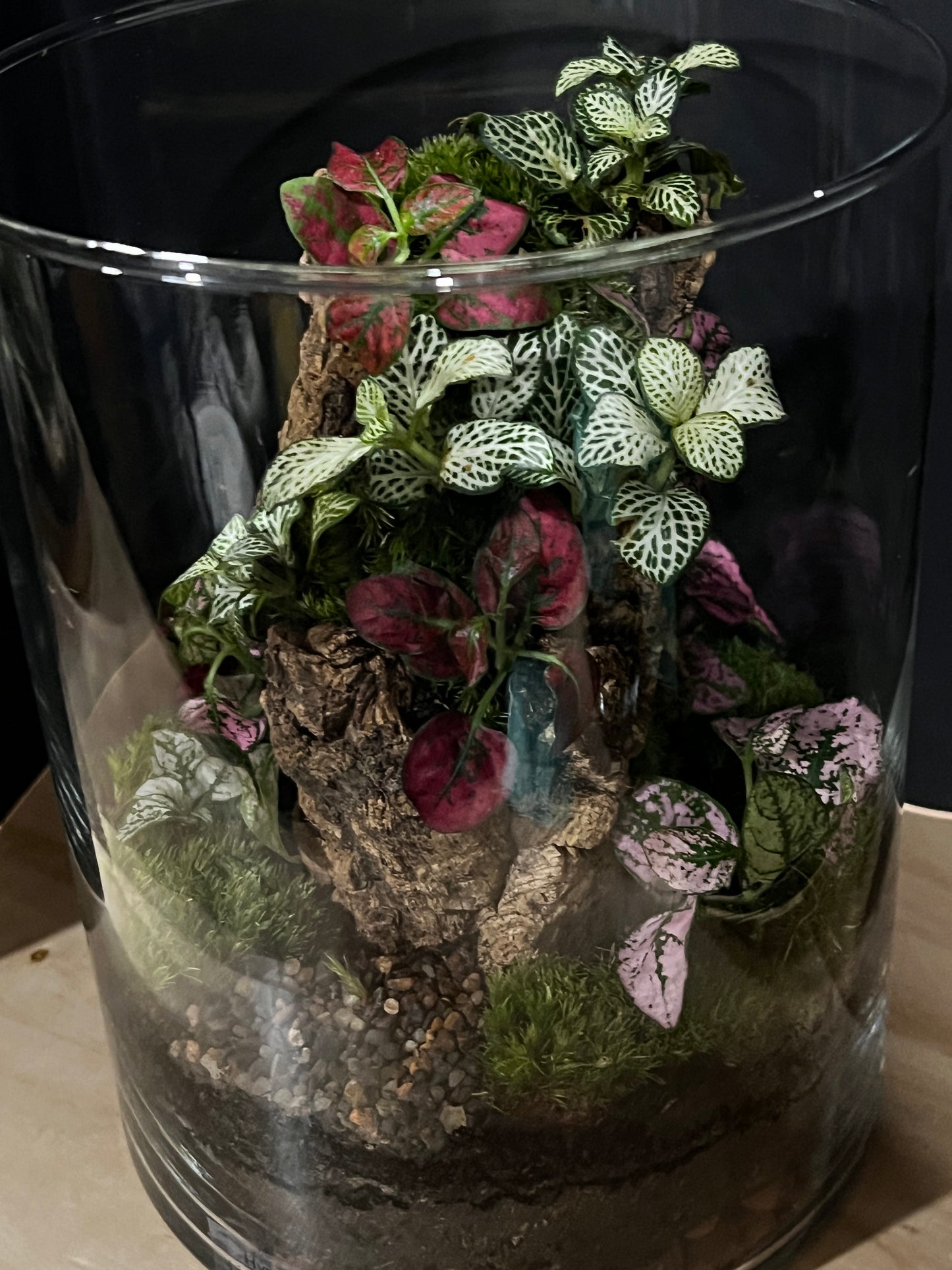 Terrarium 807