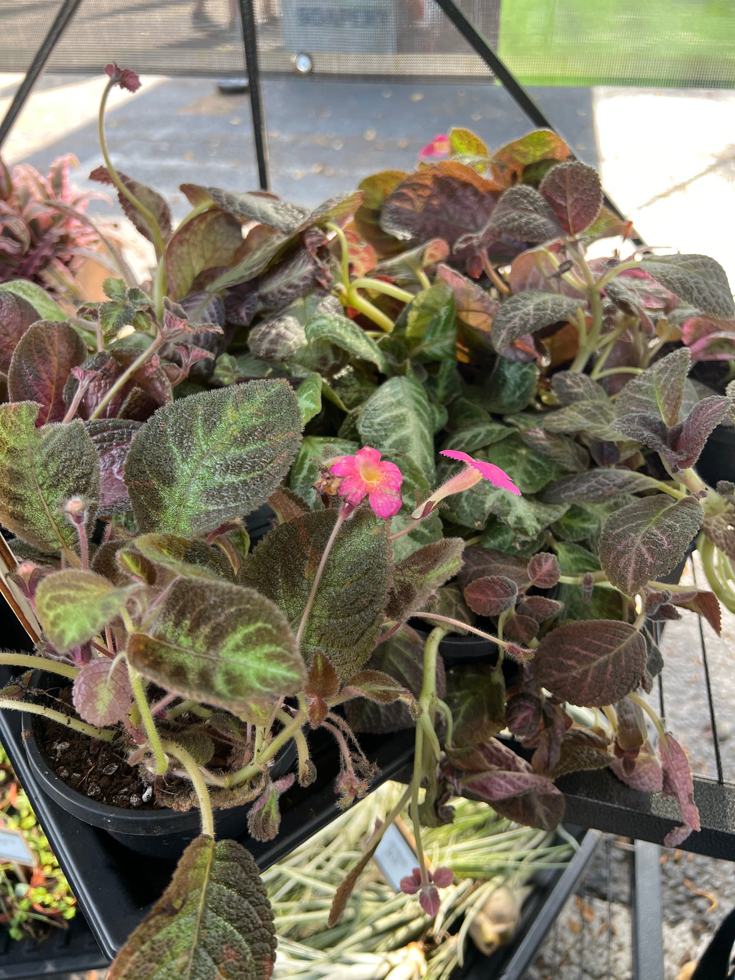 Live Plants: Flame Violets/ African Violet