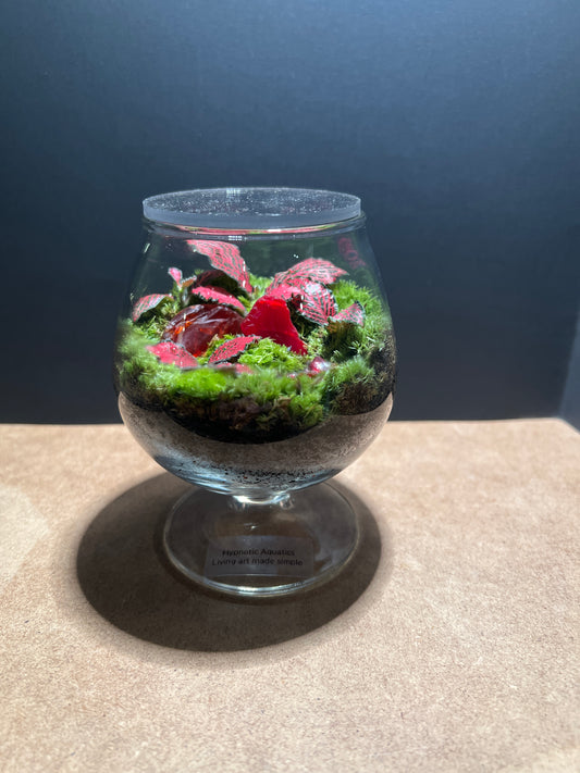 Terrarium 466