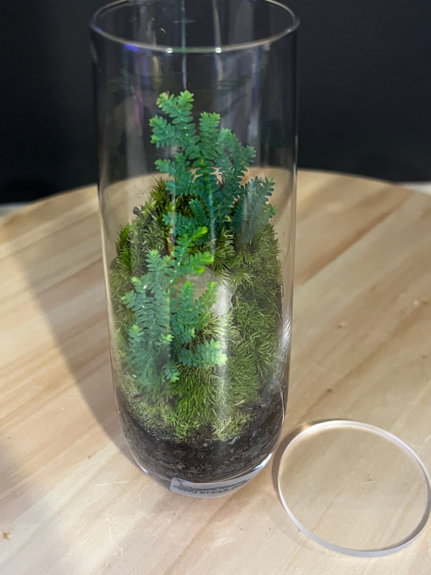 Terrarium 831