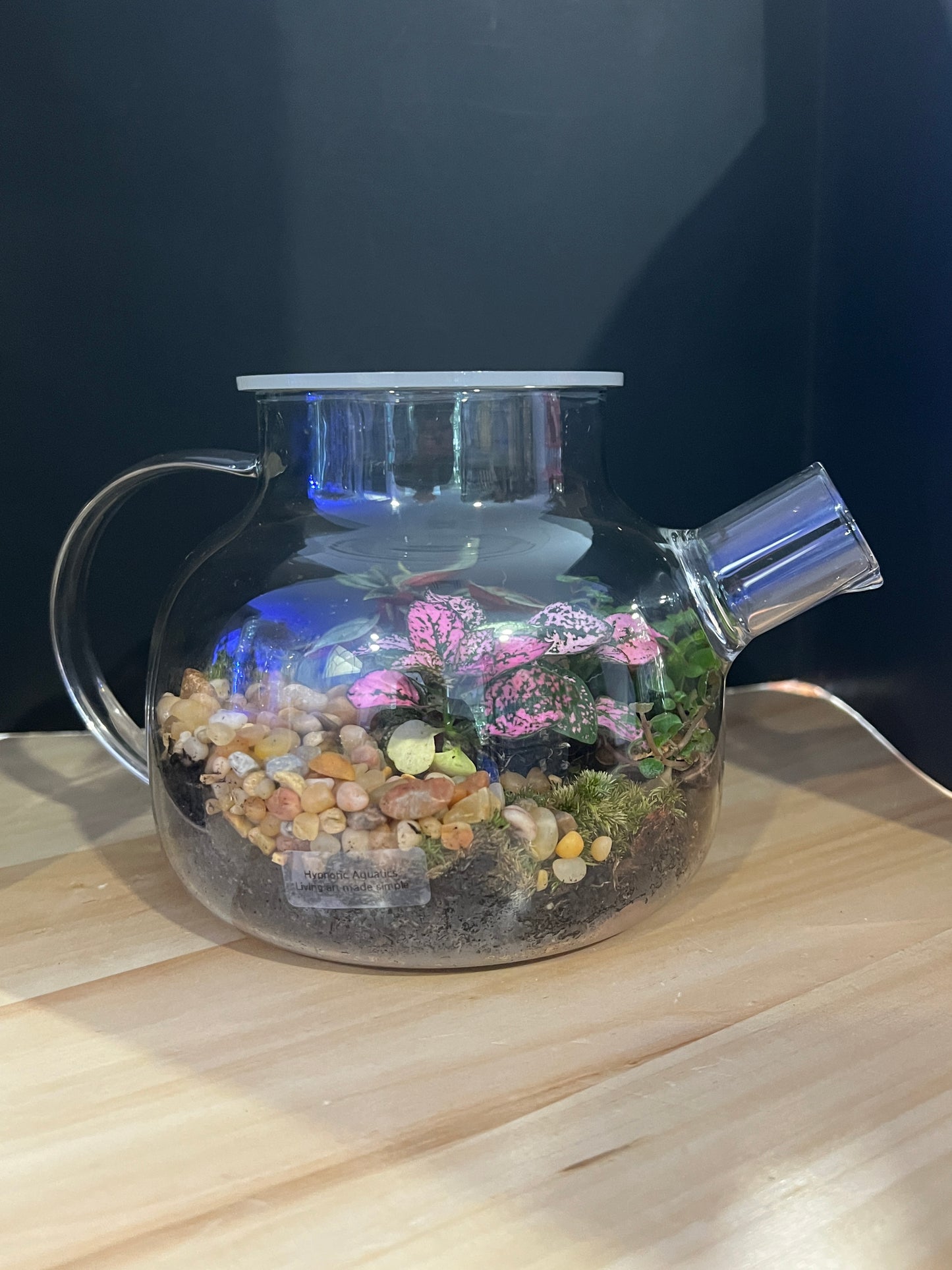 Terrarium 825