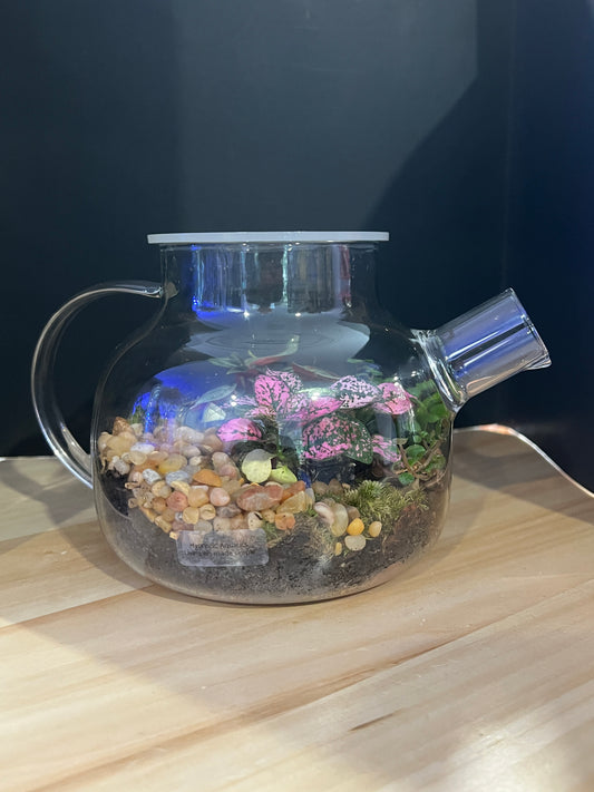 Terrarium 825