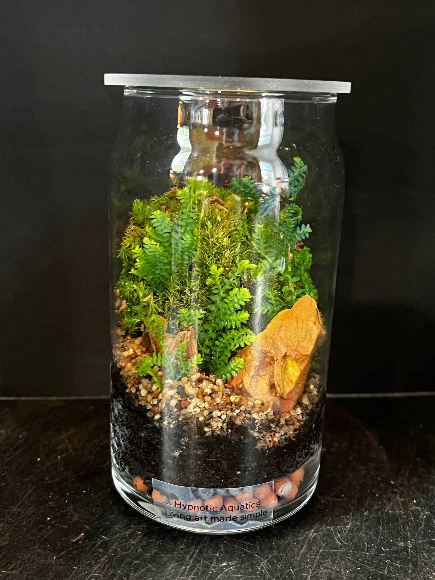 Terrarium 874