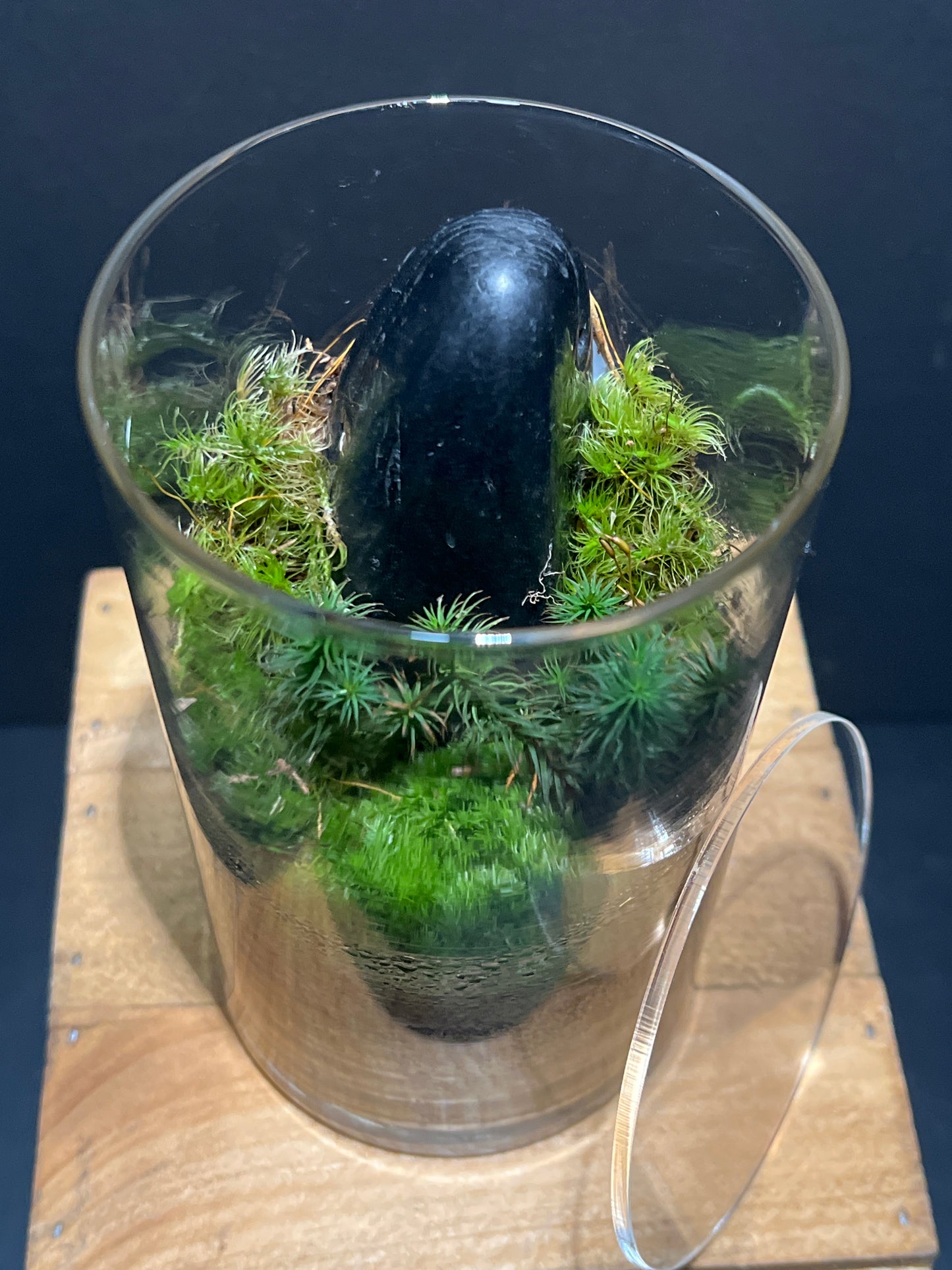 Terrarium #103