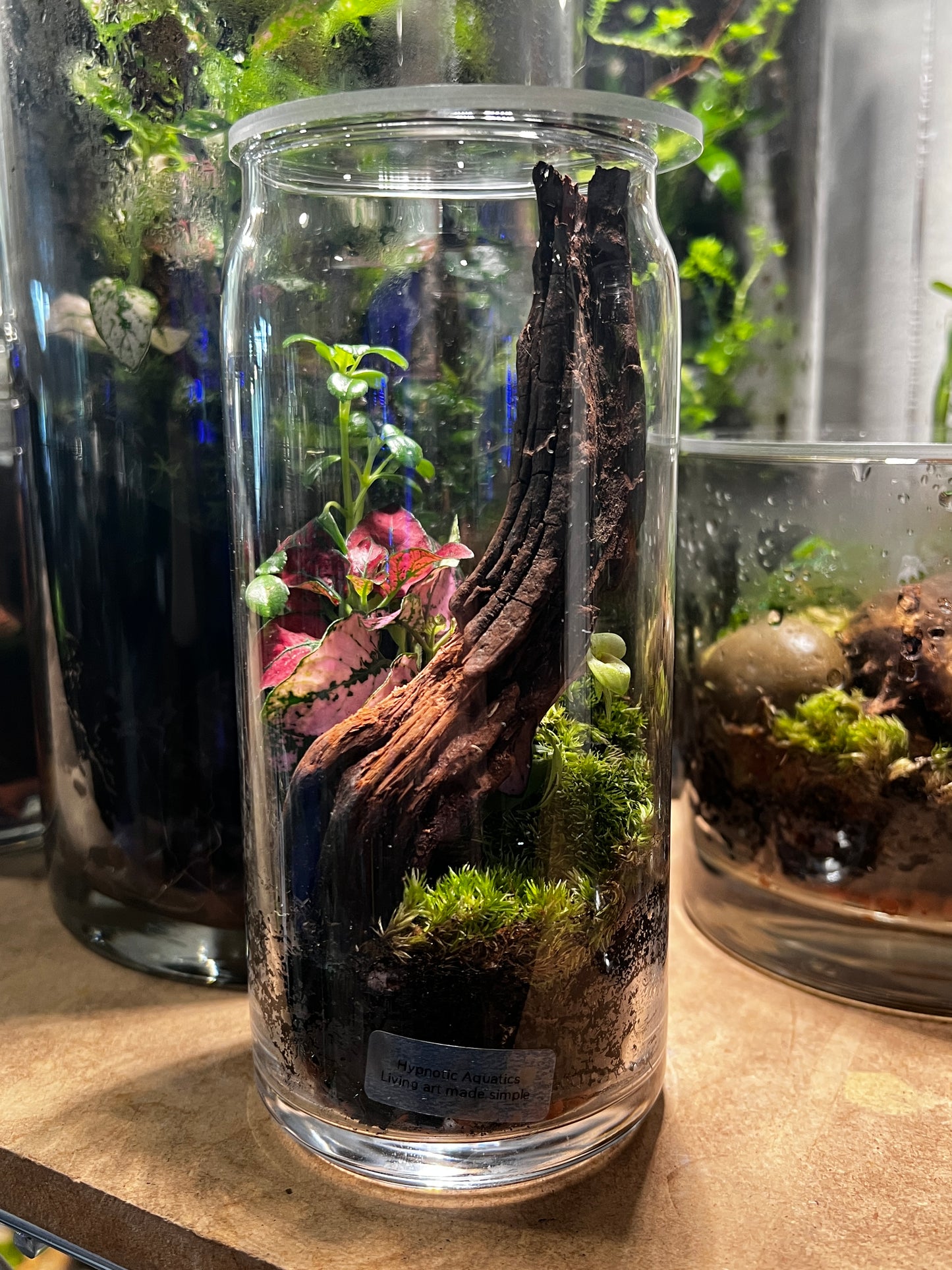 Terrarium 837
