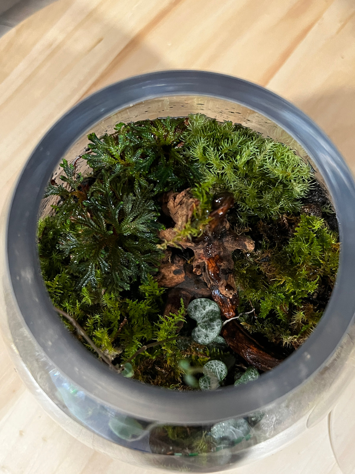 Terrarium 988