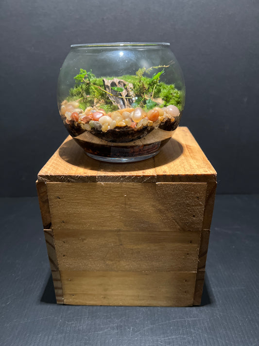 Terrarium #77