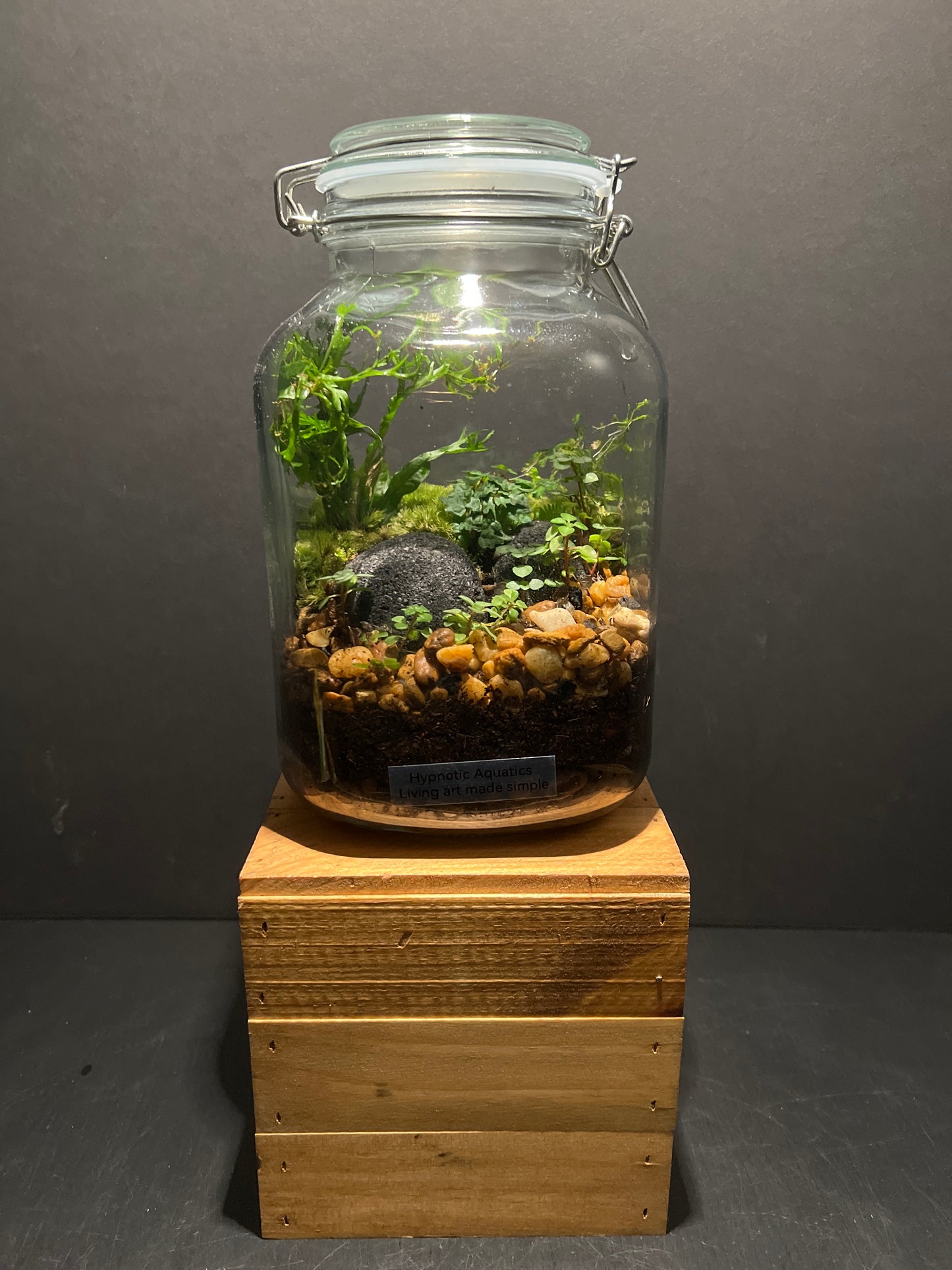 Terrarium #4