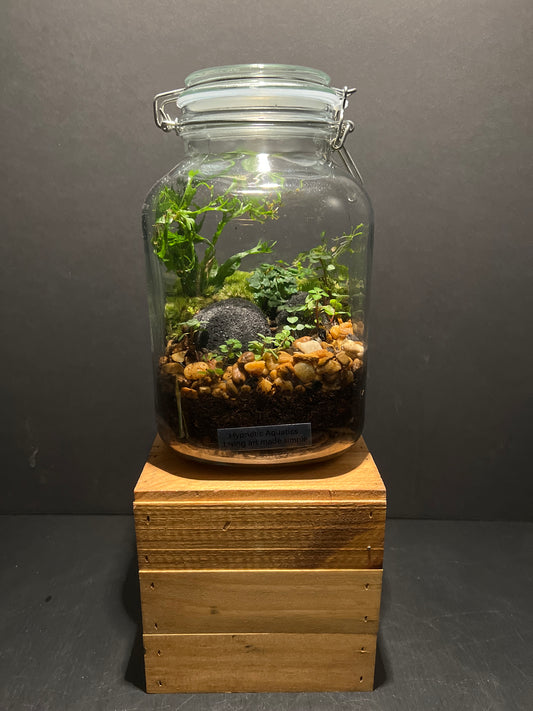Terrarium #4