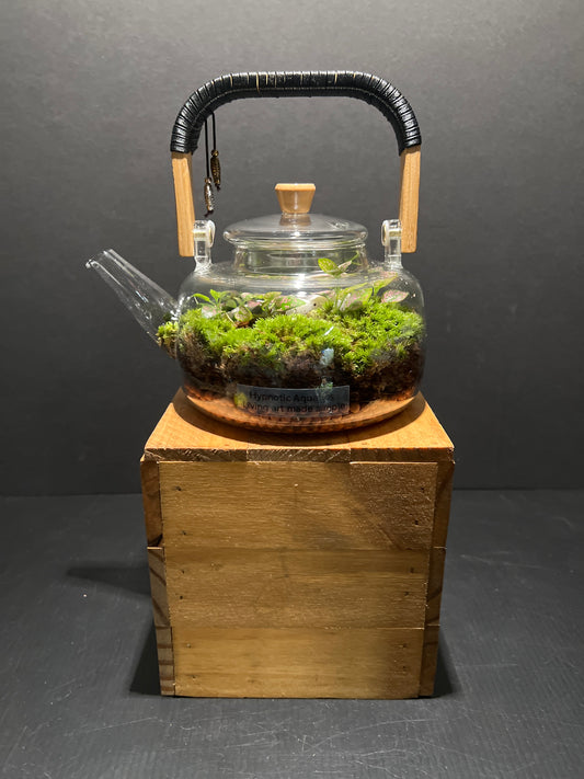 Terrarium #79