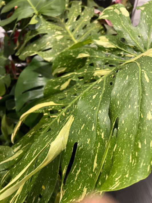 Live Plants: Monstera Thai Constellation 14” pot