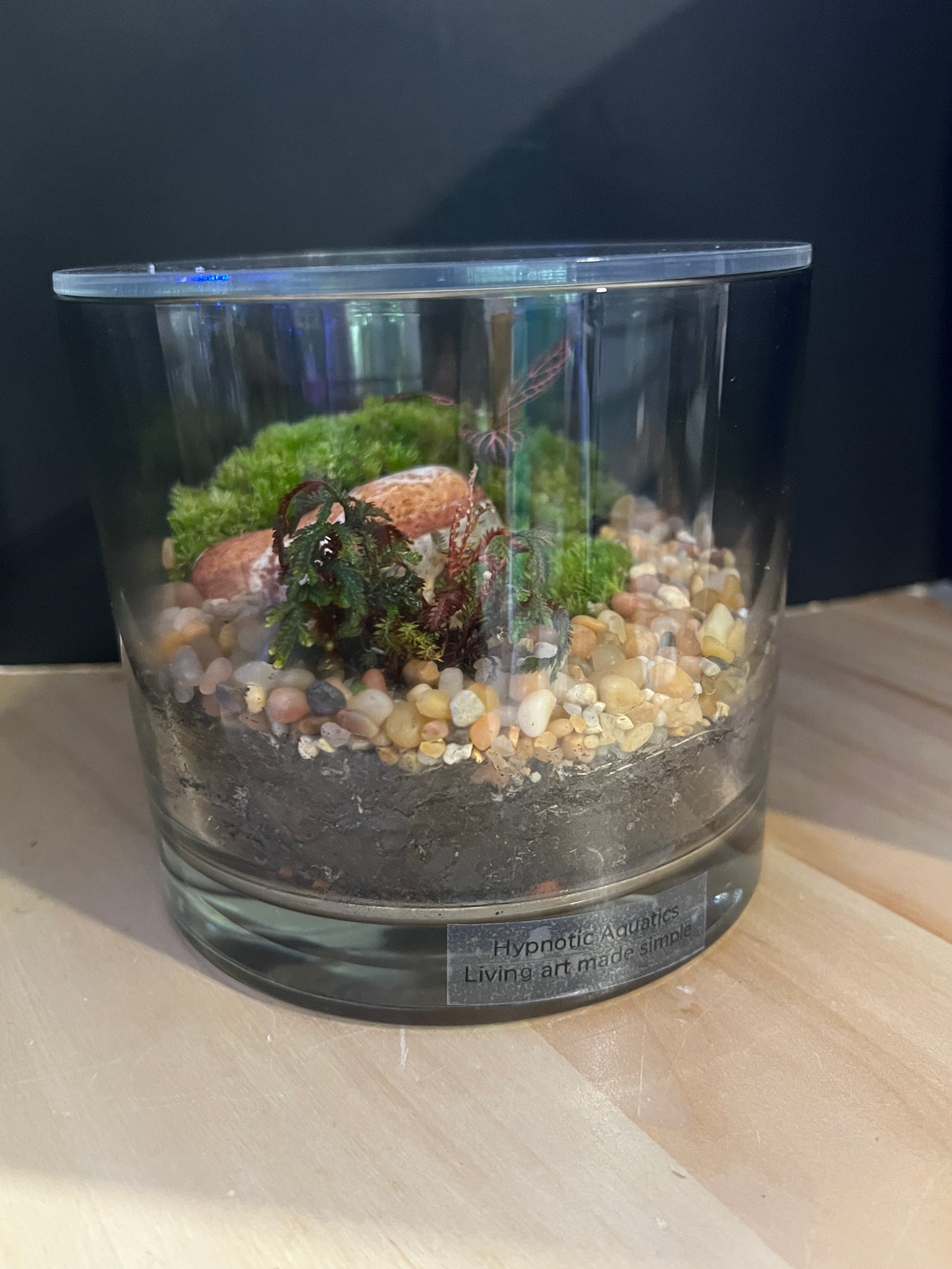 Terrarium 823