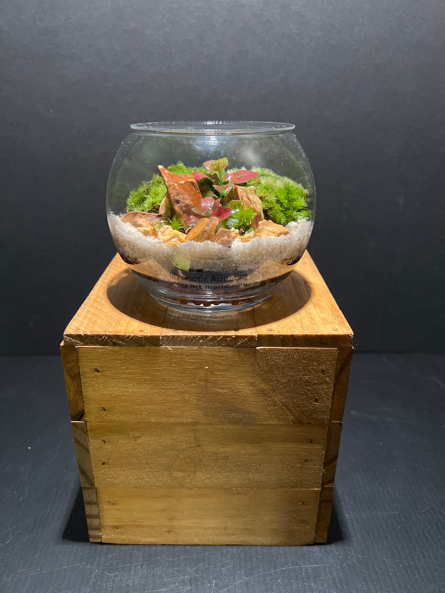 Terrarium #80