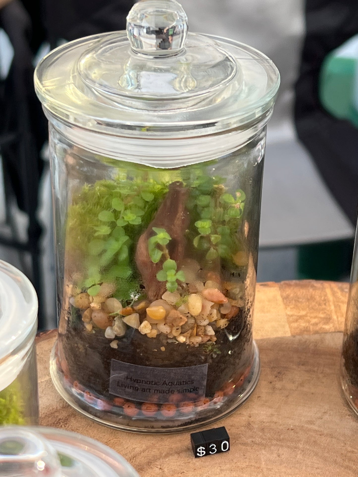Terrarium 845