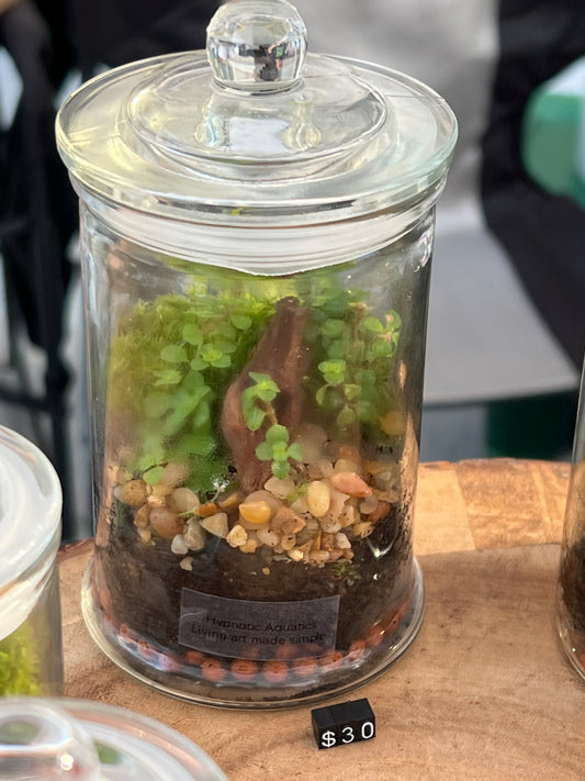 Terrarium 845