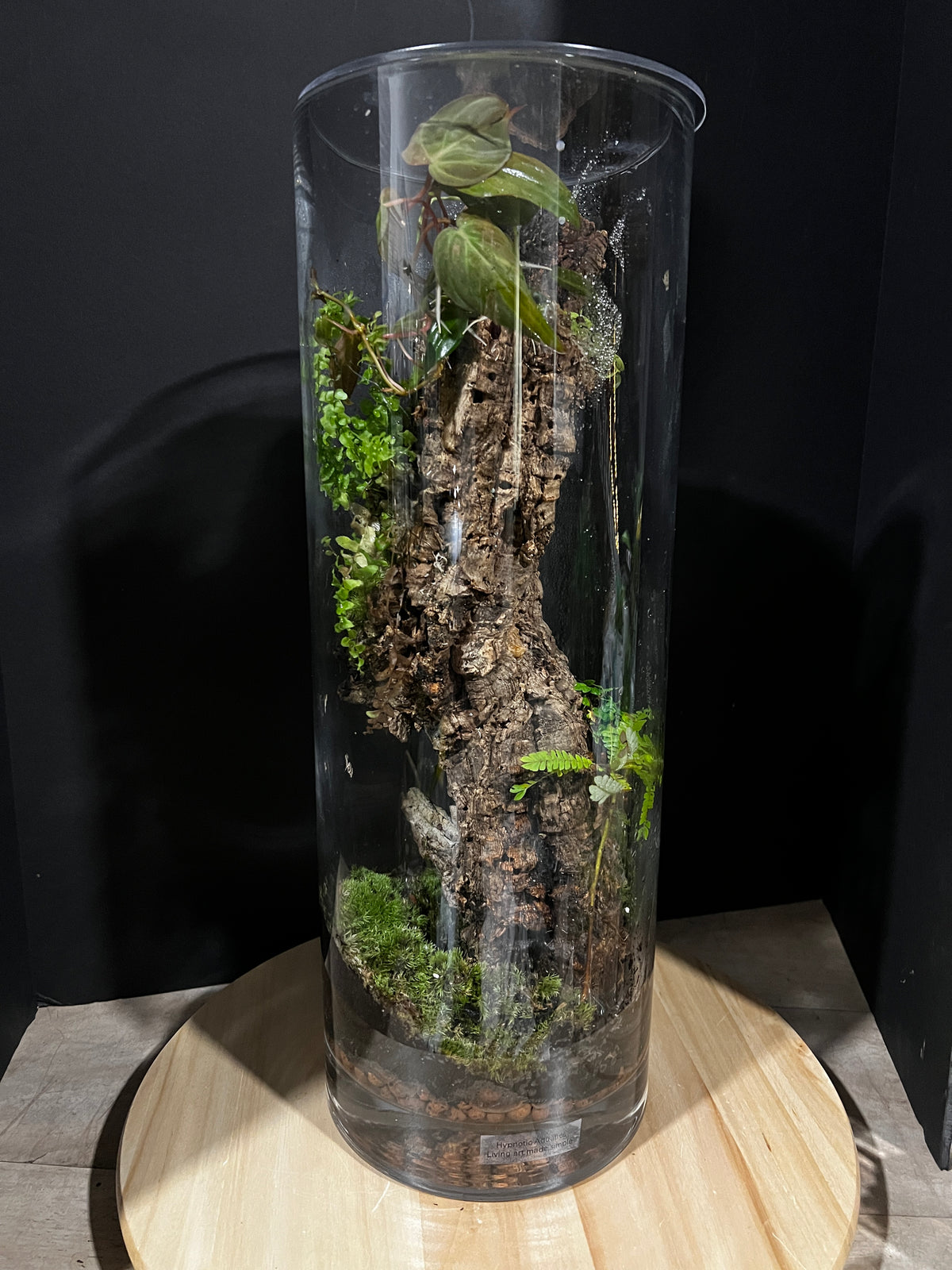 Terrarium 947