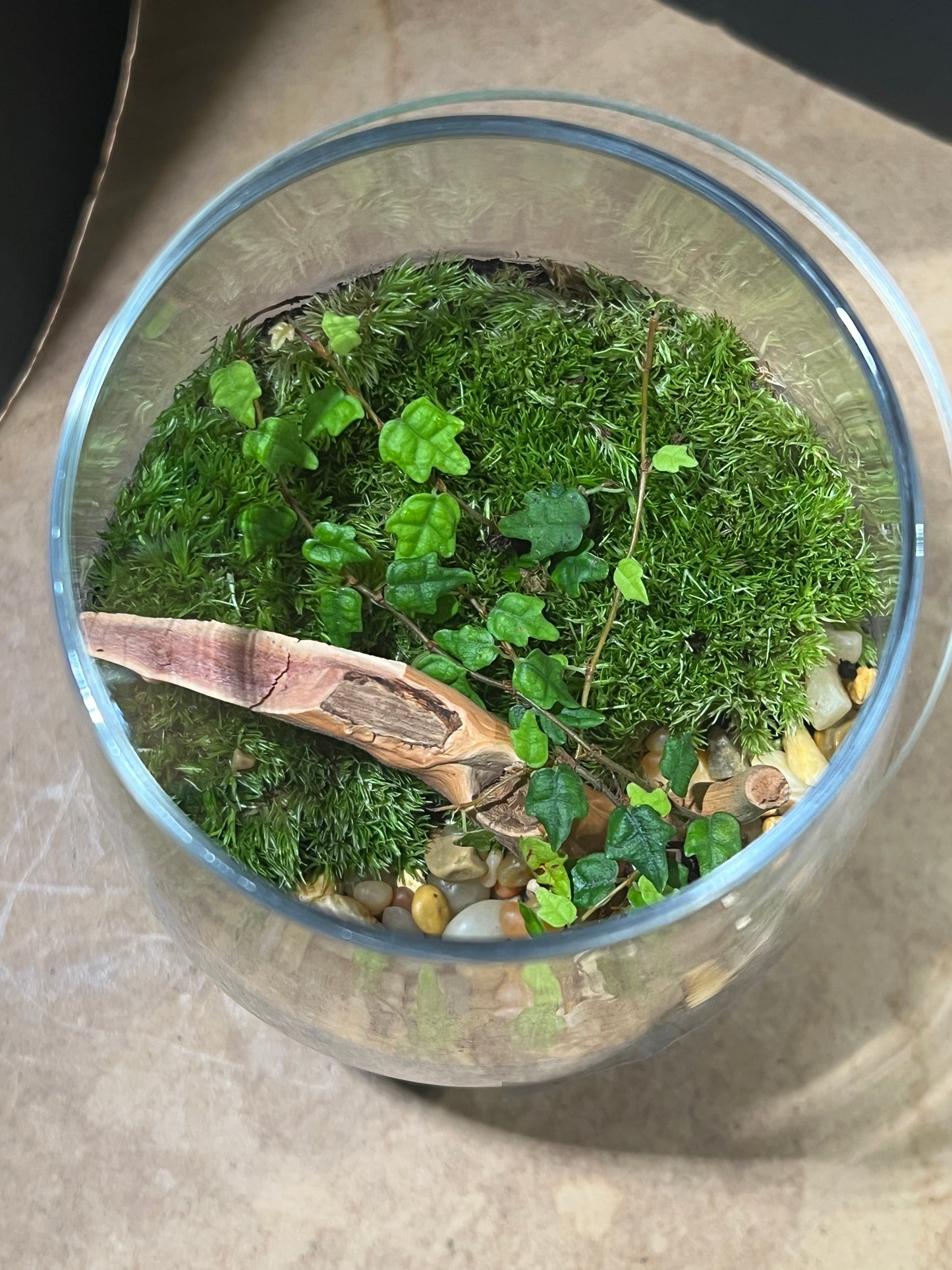 Terrarium 855