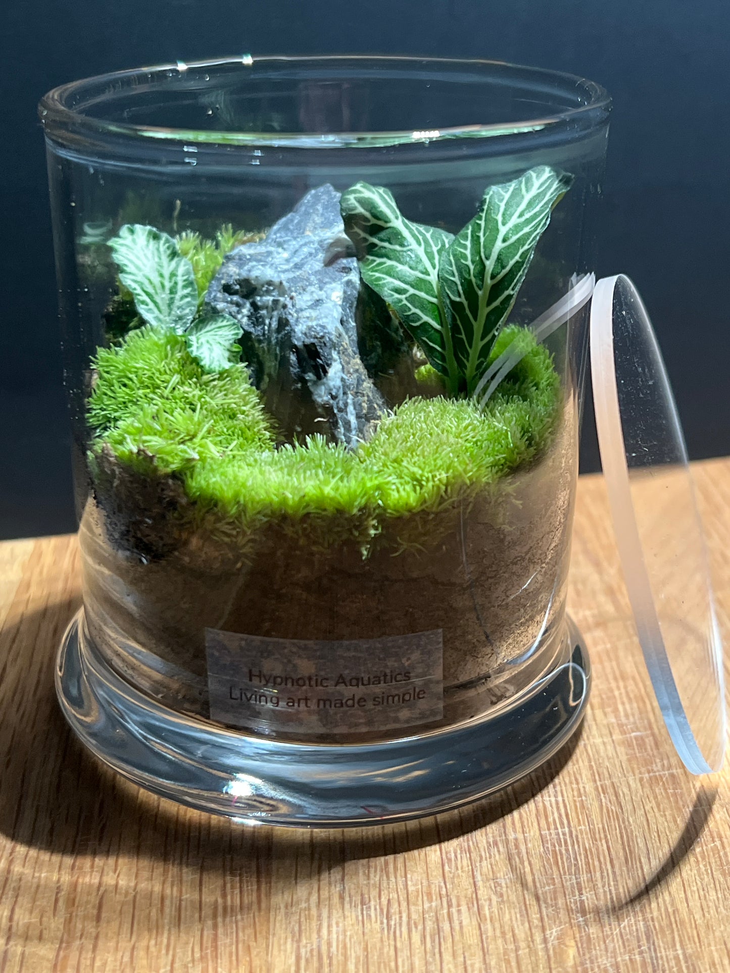 Terrarium 511