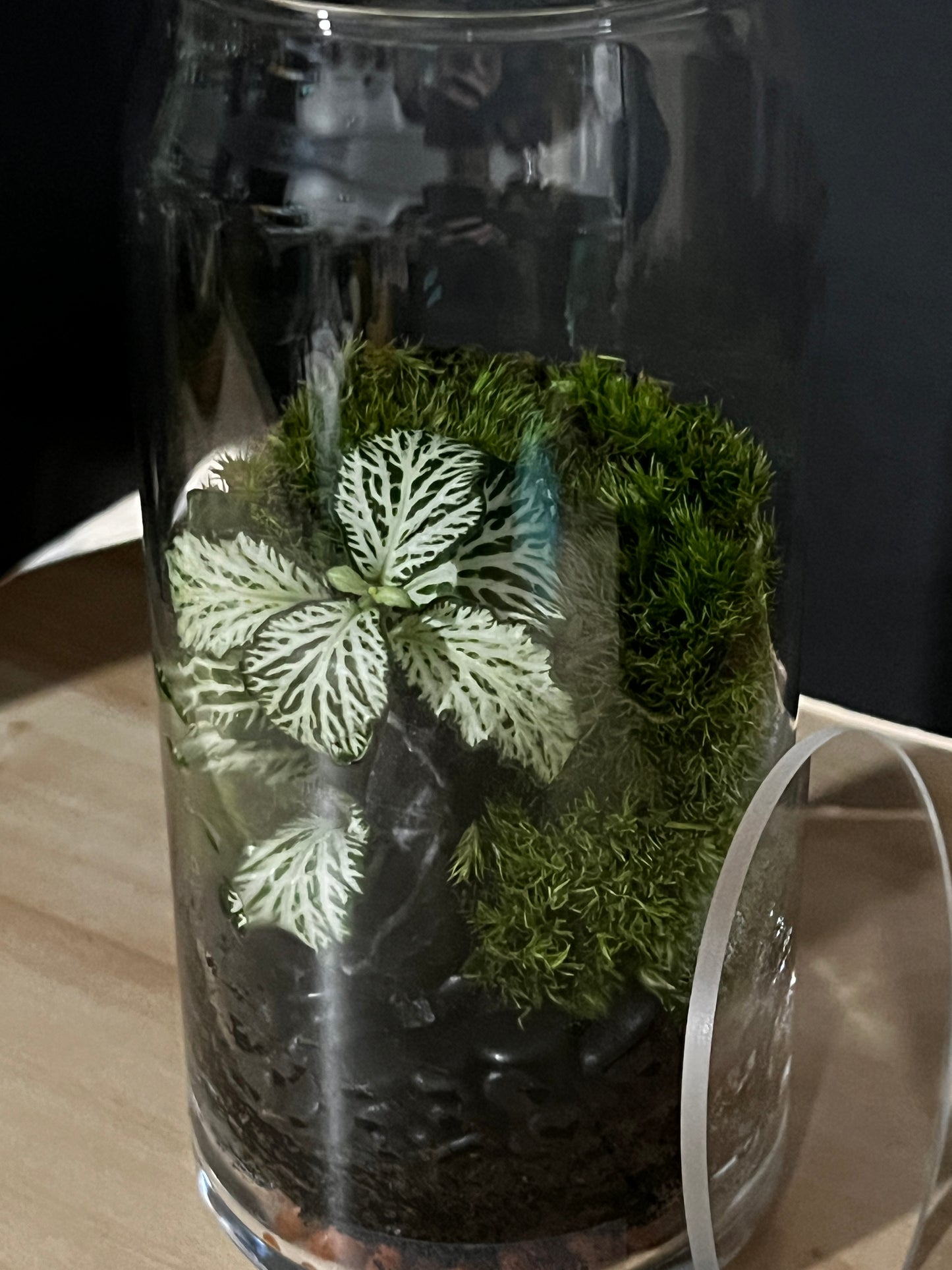 Terrarium 808