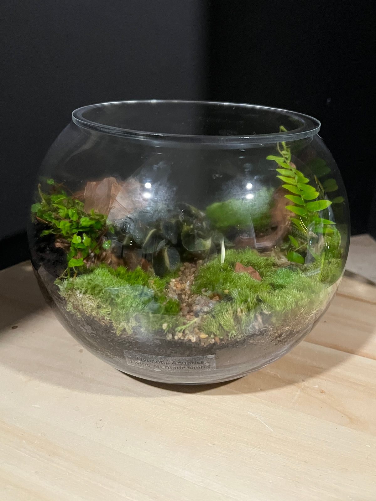 Terrarium 953