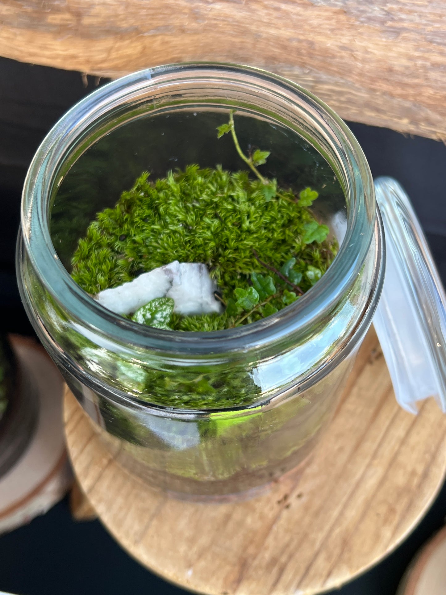 Terrarium 776