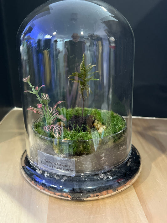 Terrarium 554