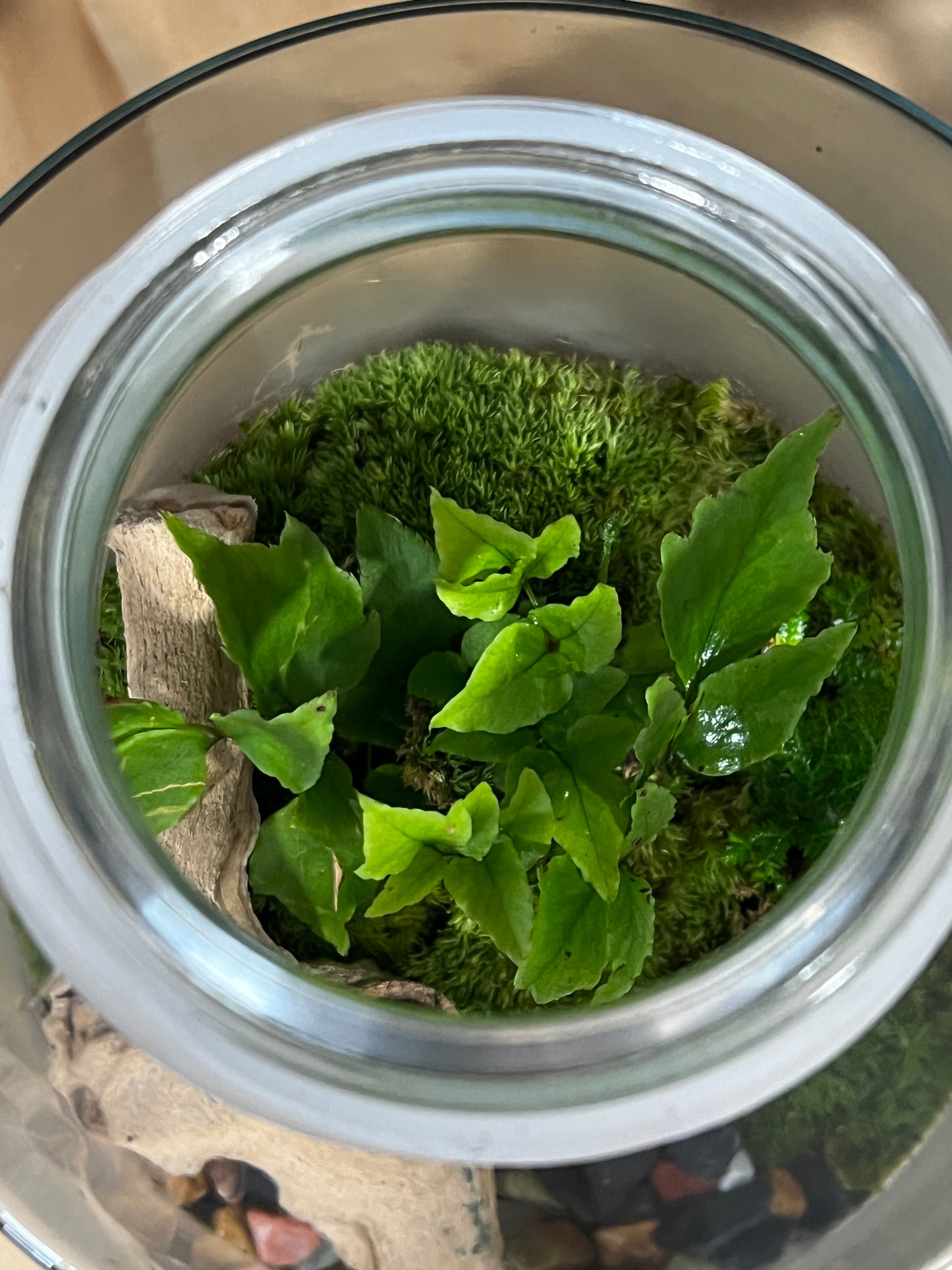 Terrarium 902