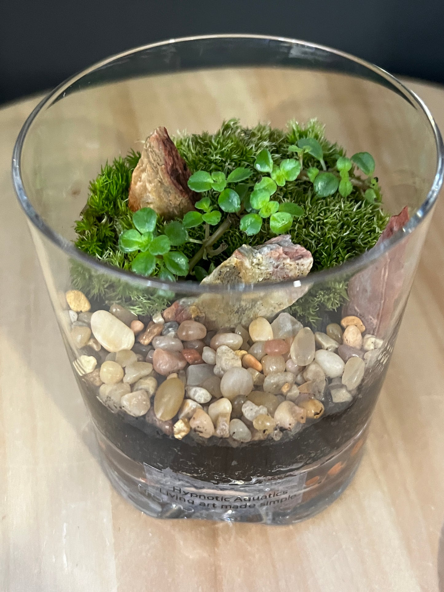 Terrarium 880