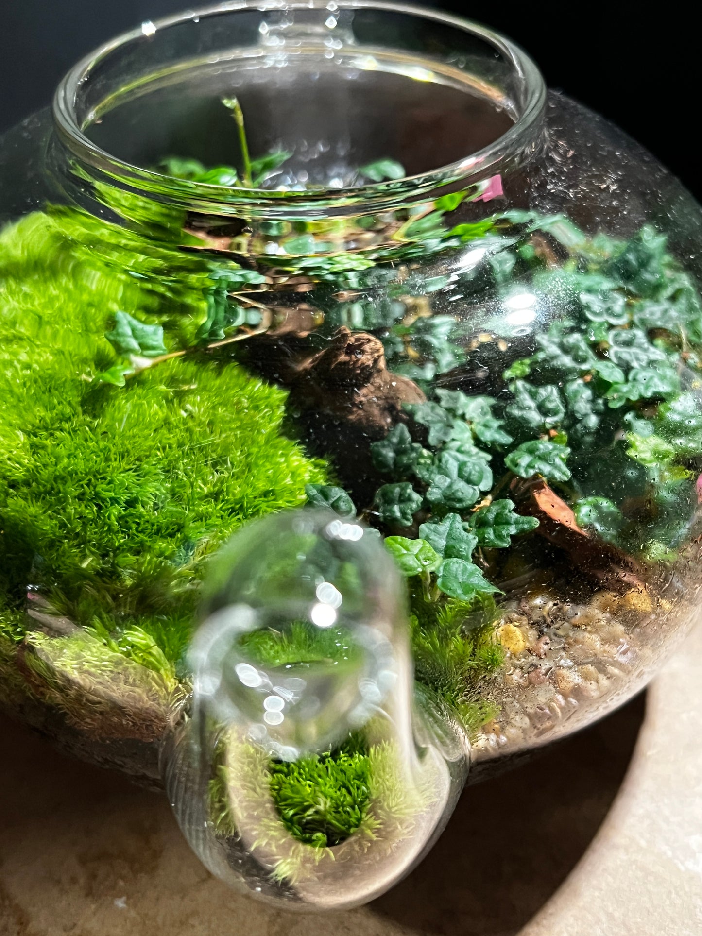 Terrarium 898