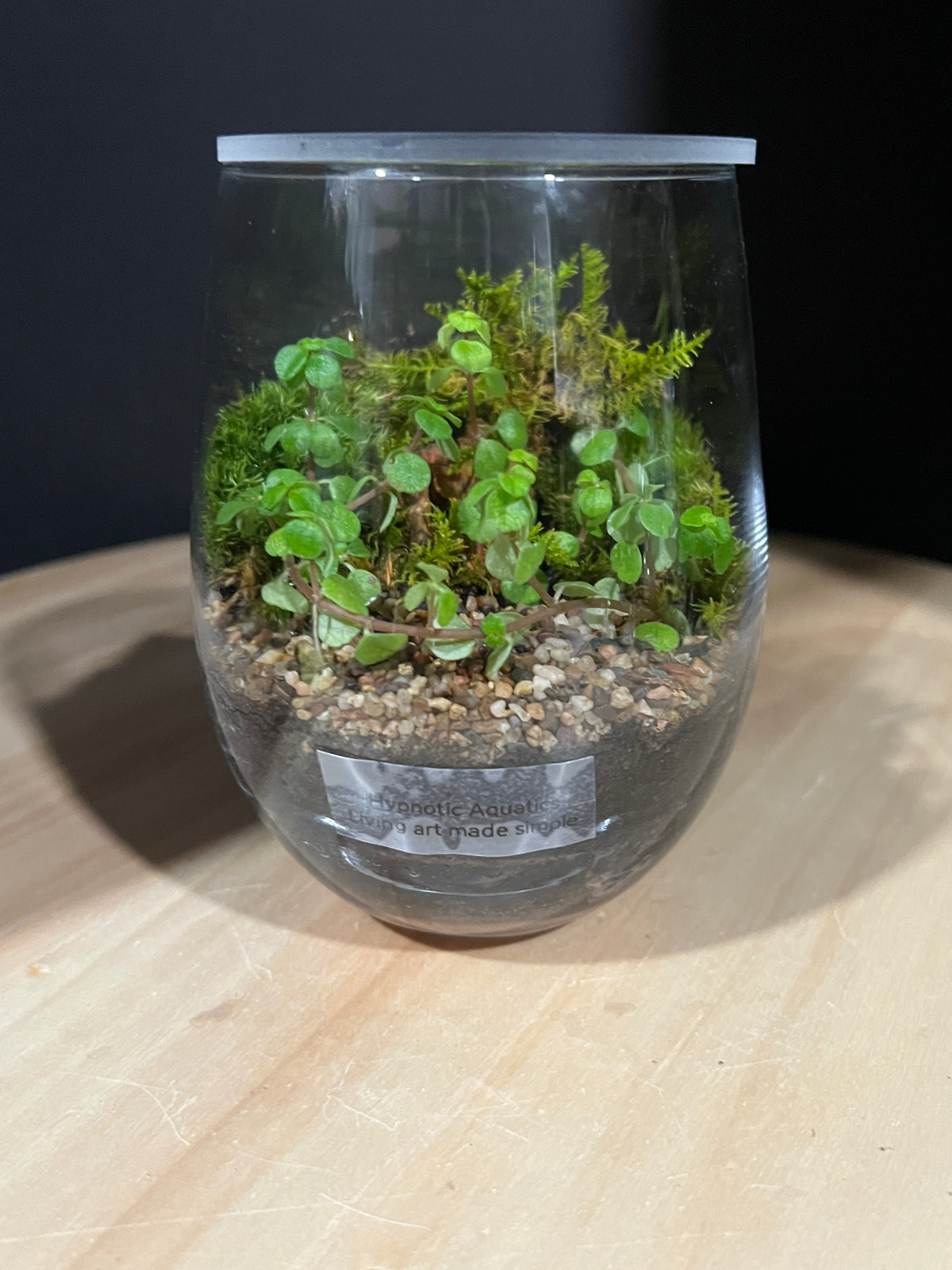 Terrarium 970