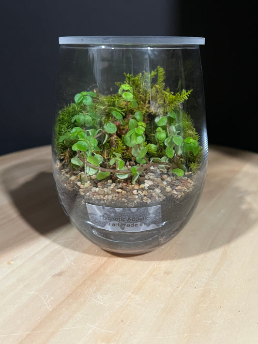 Terrarium 970