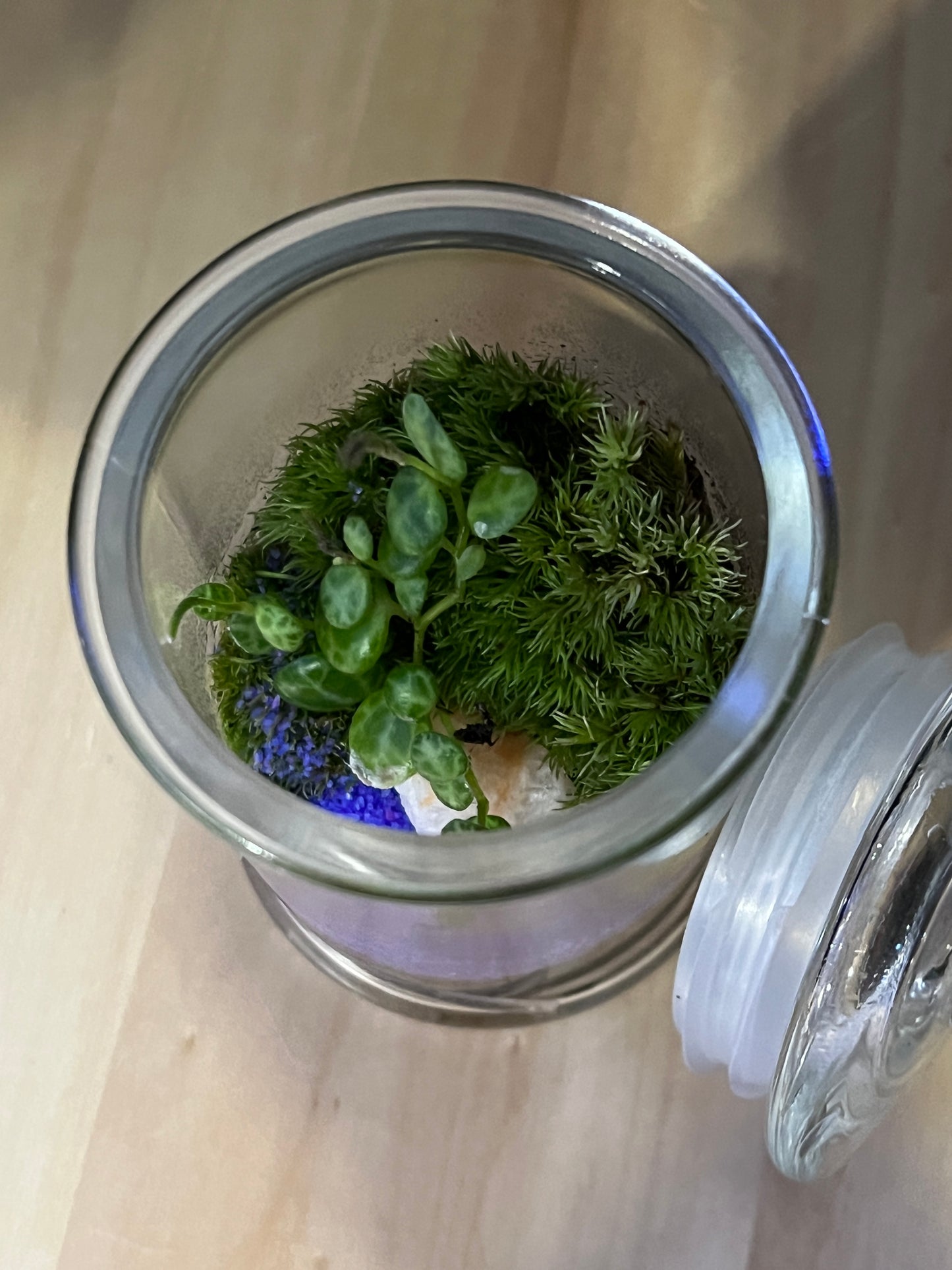 Terrarium 818