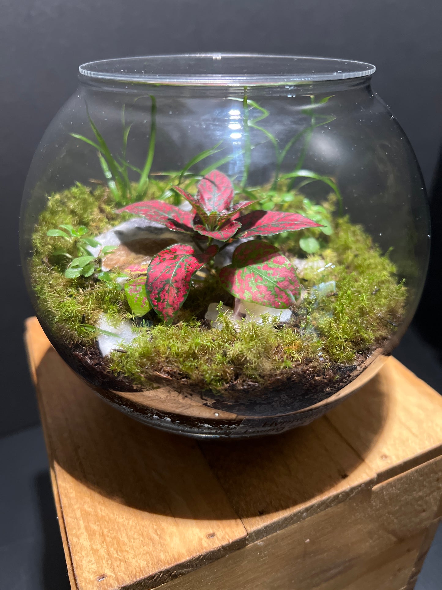 Terrarium #74