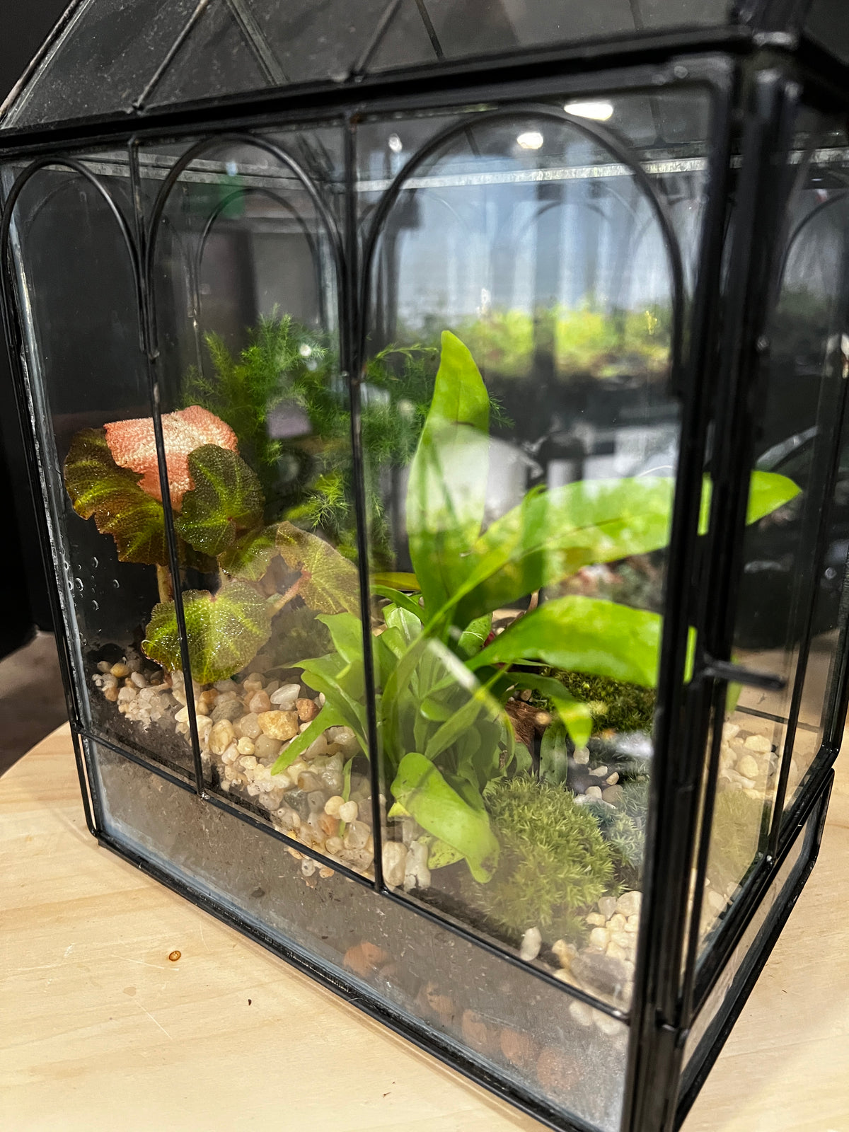 Terrarium 990