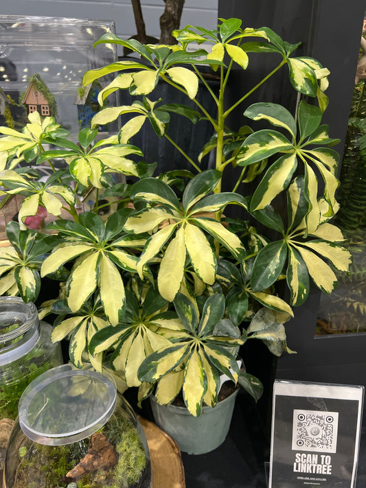Live Plants: Arboricola Butterball (Dwarf Variegated Umbrella)