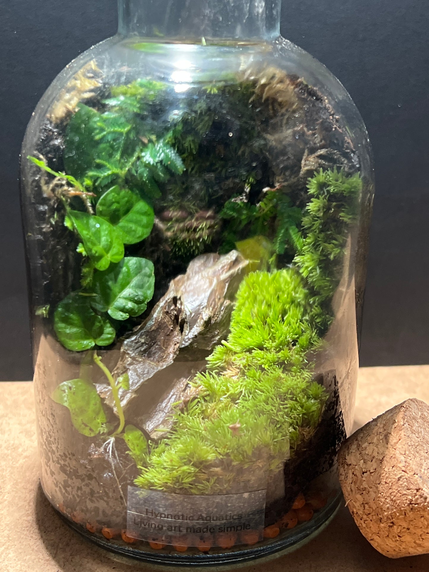 Terrarium 501