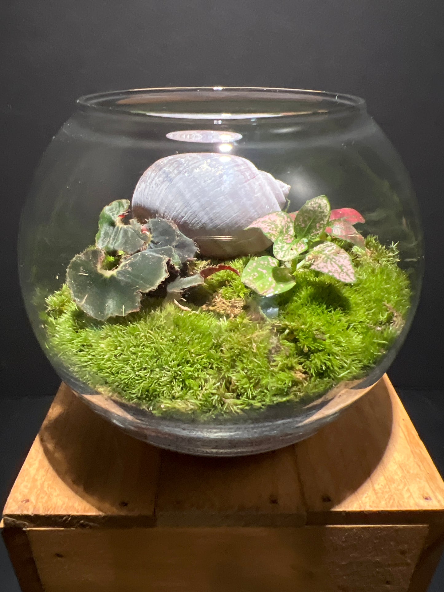 Terrarium #70